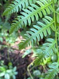 Image result for Pteris tripartita