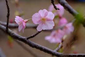 The hanyu shuiping kaoshi, translated as the chinese proficiency test, is the standardized test of standard chinese (a type of mandarin chinese). é›¨ã®æ—¥æ™´ã‚Œã®æ—¥ æ²³æ´¥æ¡œ å—é¢¨ã®ãƒ¡ãƒƒã‚»ãƒ¼ã‚¸ æ¥½å¤©ãƒ–ãƒ­ã‚°