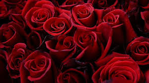 Siz de bu özel ve güzel için sevgilinize ya da eşinize bir hediye aldıysanız, hediyenize ekleyecebileceğiniz küçük notları bu sayfamızda derledik. Gul Ureticileri Sevgililer Gunu Ne Hazirlaniyor