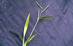Image result for Urochloa umbellata