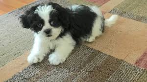 This haven for shih tzus, shih poos, and other small dog blends is hoping to buck the go big mantra texas is known for. Beautiful Black And White Shih Poo Pups For Sale Micheline S Pups