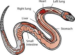 Description And Physical Characteristics Of Reptiles All