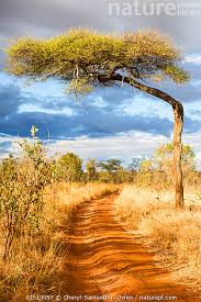 Image result for Acacia abyssinica