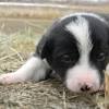 Looking for a dog park in ukiah, ca? 1