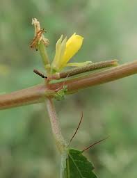 Image result for Corchorus tridens