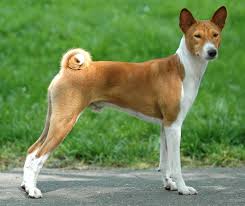 Basenji Dog History Characteristics Health More Best Guide