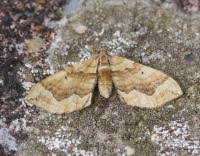 Image result for Pelurga comitata