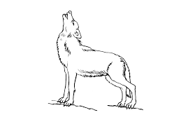 Http Coloriage Gulli Fr Coloriages Animaux Loups