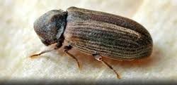 There are plenty of different kinds of bugs you can find throughout your home, many of which will probably leave you feeling a little uneasy. A Z