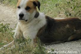 Boy Dog Names You Ll Love