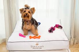 Pet Friendly Resorts Small Dog Policy Dreams Resorts