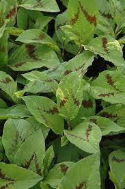 Painter 39 S Palette Fleeceflower Persicaria Virginiana 39 Painter 39 S Palette 39 At Chalet Nursery Plants Painters Palette Pallet Garden