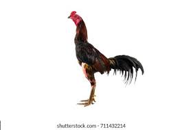 There once was a man who wanted his fighting cockerel to be more ferocious. Myanmar Fighting Cock Male Isolated On Stock Photo Edit Now 711432214