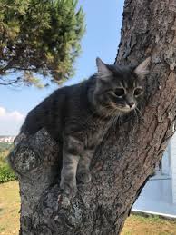 Kor Kedi Bidik Yazlikta Kalbimdeki Patiler