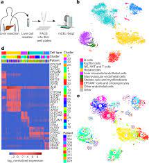 Maybe you would like to learn more about one of these? A Human Liver Cell Atlas Reveals Heterogeneity And Epithelial Progenitors Nature