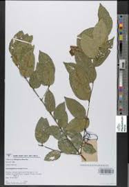 Image result for Scorodophloeus