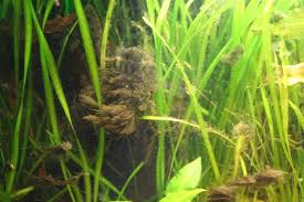Als biogene entkalkung bezeichnet man einen prozess, bei dem submerse in karpfenteichen ist die biogene entkalkung an der tagesordnung und man versucht oft, sie durch die ausbringung von. Pinselalgen Und Andere Rotalgen Erfolgreich Bekampfen Garnelen Onlineshop