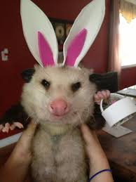 Easter Possum Where S My Eggs And I Want My Marshmallow Peeps Or I M Not Wearin The Ears Baby Possum Possum Cute Animals