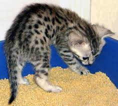 Not sure how many litter boxes you need? What Kind Of Litter Box Do Your Kittens Use How Many Litter Boxes Do 2 Kittens Need Are Kitten Size Litter Boxes Commercially Available Or Do You Use Makeshift Ones Quora
