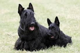 Image result for skotský teriér