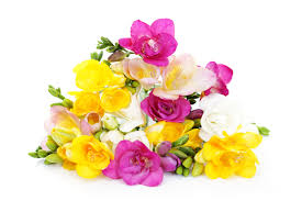 Free flower delivery by top ranked local florist in davie, fl! Tradewinds Field Of Flowers Wholesale