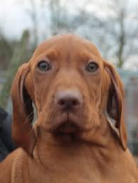 We do not currently have vizsla puppy's ready for their forever homes. Vizsla 20 Weeks