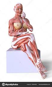 Check spelling or type a new query. Pin On Human Anatomy Drawing