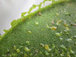 Image result for Wolffia arrhiza