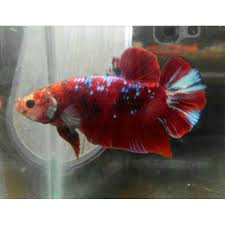Zat gizi yang dibutuhkan ikan antara lain protein, lemak, karbohidrat, mineral, dan vitamin. Ikan Cupang Giant Shopee Indonesia