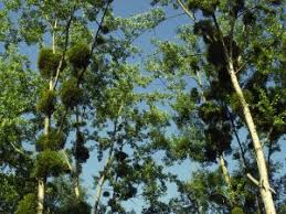 Image result for Agelanthus sansibarensis