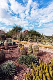 Views From Ottosen Entry Garden At Desert Botanical Garden Desert Botanical Garden Botanical Gardens Desert Plants
