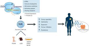 Nis ties north korea's 'grave' incident to military grain, disinfection center. Genetic Reprogramming For Nk Cell Cancer Immunotherapy With Crispr Cas9 Afolabi 2019 Immunology Wiley Online Library