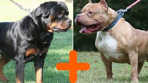Pit bulls rottweiler perros pit bull animals and pets cute animals puppy kennel pugs american pitbull bully dog. The Mysterious Rottweiler Pitbull Mix Youtube