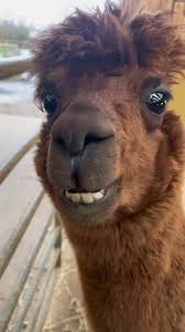 Image result for Alpaca Brown 1981 Motor Home