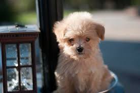 Although each can be adjusted to make this hair texture is hard to control and if a maltipoo does have wiry hair, it will best be controlled with a. Maltipoo Dog Breed Health Training Feeding Puppies And Temperament Petguide