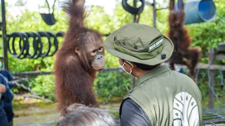 Kemenhut Siapkan 87 Ribu Hektare Kawasan Preservasi Orangutan