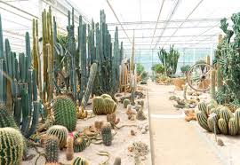 El cactus cardón, conocido científicamente como pachycereus pringlei, tiene la distinción de ser el cactus más alto del mundo. Descubre 7 Increibles Boutiques De Cactus Y Suculentas