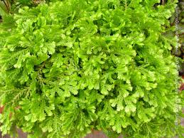 Image result for Selaginella kraussiana