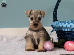 Schnauzer in dogs & puppies for sale. Toy Schnauzer Puppies For Sale In Ohio Toywalls