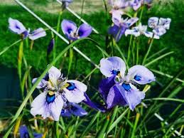 Image result for Moraea bella