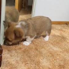 It doesn't get much more adorable than corgis. My Absolute Favorite Video Of Our Corgi Puppy Playing With Her Reflection Https Ift Tt 2miv9ua Cute Puppies Cats Animals Corgi Puppy Corgi Puppy Play