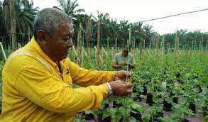 Kebanyakannya diusahakan oleh kaum asli di pendalaman. Ladang Cili Dua Beranak Harian Metro