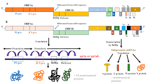Sars was first reported in asia in february 2003. Vaccines Free Full Text Sars Cov 2 An Update On Potential Antivirals In Light Of Sars Cov Antiviral Drug Discoveries