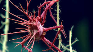 Image result for Crabbea nana