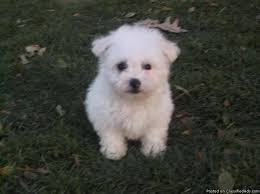 Find maltipoo puppies near miami florida today. Adorable Maltipoo Puppies Price 450 00 For Sale In Michigan Nebraska Best Pets Online