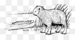 Pantera negra páginas para colorear para niños. Capybara Descarga Gratuita De Png Capybara Interdigital La Cincha De Los Dedos De Los Pies Palmeados Zoologico De Hellabrunn Hocico Capybara Imagen Png Imagen Transparente Descarga Gratuita