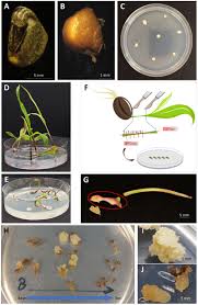 Image result for Zea mays