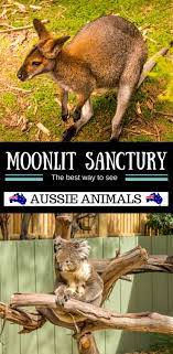 How Awesome Would It Be To Pat A Koala Animal Experiences Australia Oceania Travel