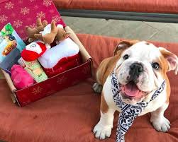 Check spelling or type a new query. Just 22 Really Good Gifts For Puppies