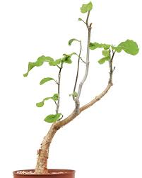 Image result for Fockea multiflora